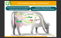 Nutri Energy poprawia efektywność energetyczną i strawność